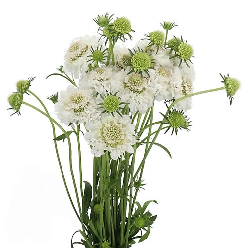 SCABIOUS FOCAL SCOOP WHITE 60cm Wholesale Dutch Flowers & Florist