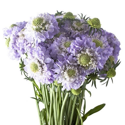 SCABIOUS LAVENDER SCOOP