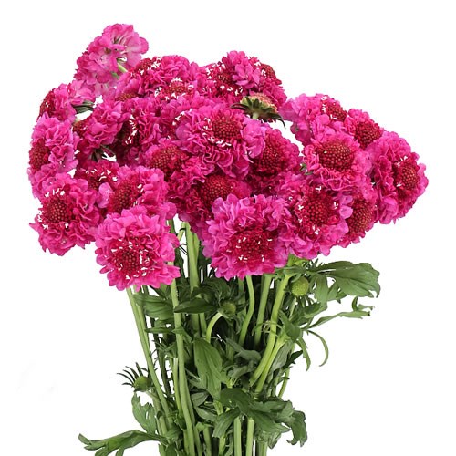 SCABIOUS LOLLYPOP SCOOP