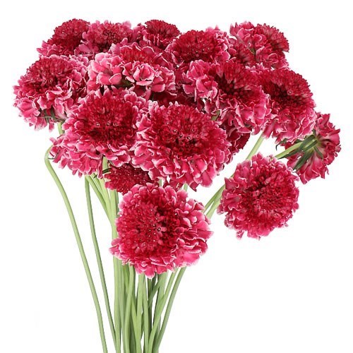 SCABIOUS MARSHMALLOW IMPROVED