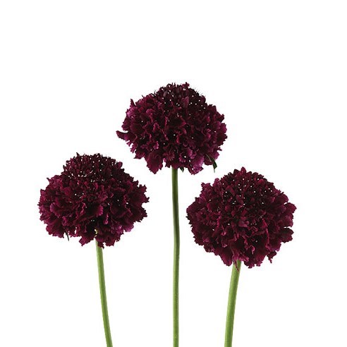 SCABIOUS BON BON SCOOP MERLOT