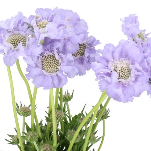 SCABIOUS MIDSUMMER SKY