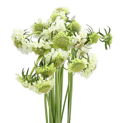 SCABIOUS MILKY SCOOP