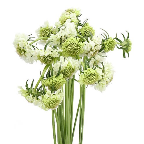 SCABIOUS MILKY SCOOP