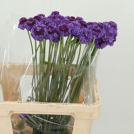 SCABIOUS MIRO