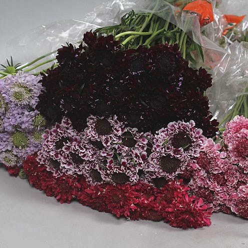 SCABIOUS MIX (COLS MAY VARY)
