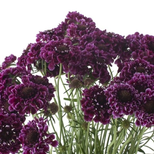 SCABIOUS MURILLO