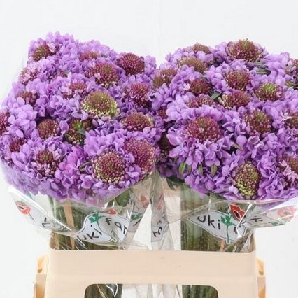 SCABIOUS PINK PEPPERMINT BON BON SCOOP