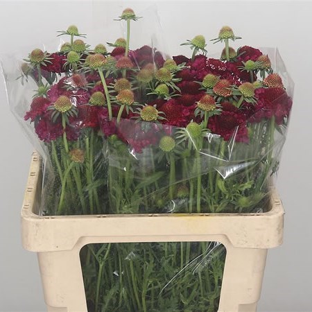 SCABIOUS RASPBERRY SCOOP