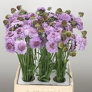 SCABIOUS ROYO