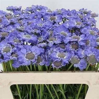 SCABIOUS STAFA