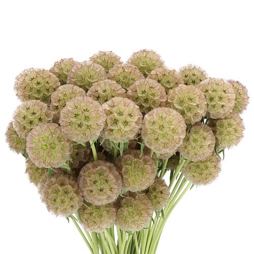 SCABIOUS STELLATA EX