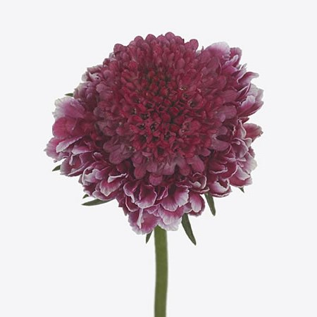 SCABIOUS STRAWBERRY HOOP SCOOP