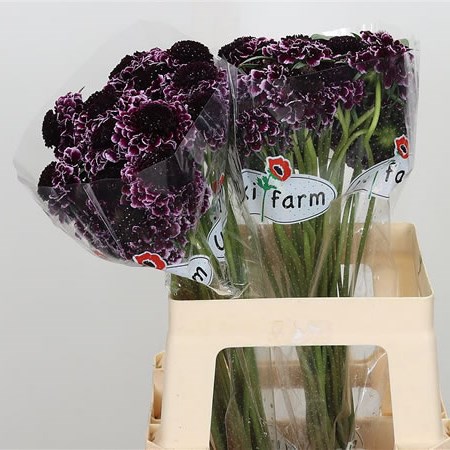 SCABIOUS SWEET CHERRY SCOOP