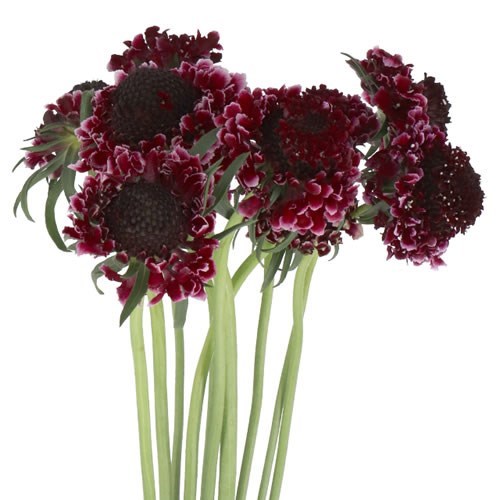 SCABIOUS SWEET CHERRY SCOOP