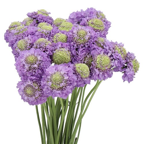 SCABIOUSA DARK LAVENDER