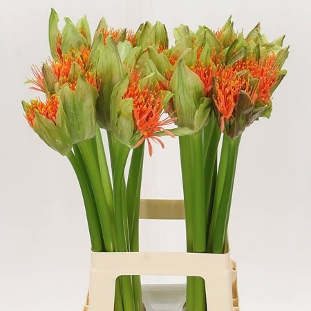 SCADOXUS FLAME