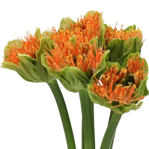 SCADOXUS KING OF ORANGE