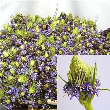 SCILLA PERUVIANA