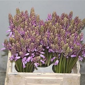 SCILLA PINK