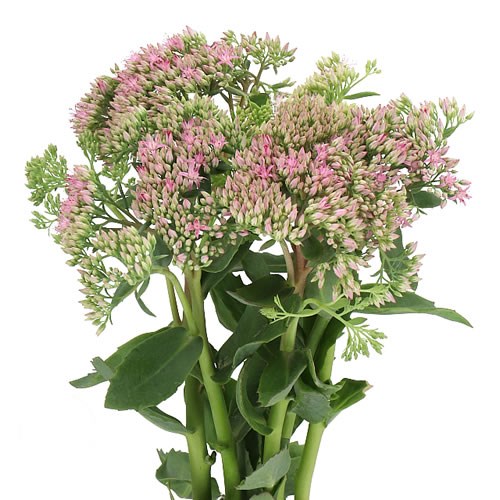black flower planters 20