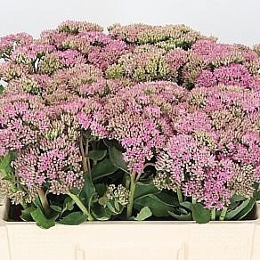 SEDUM CARL