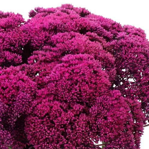 SEDUM DYED ERICA