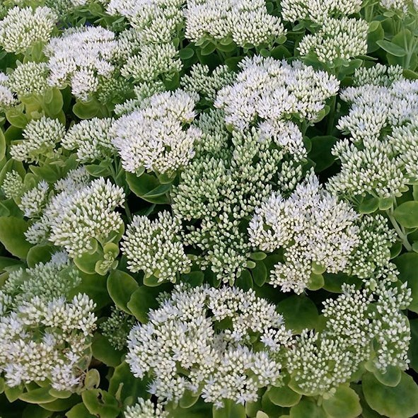 SEDUM ICEBERG