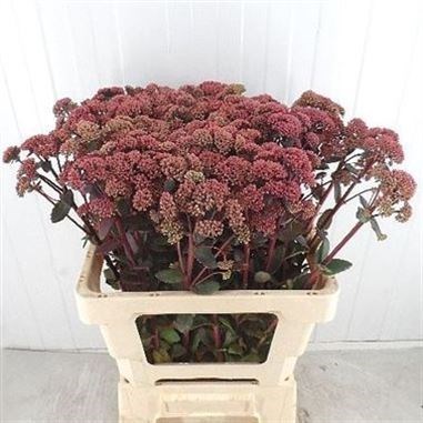 SEDUM MAGICAL LIZZY