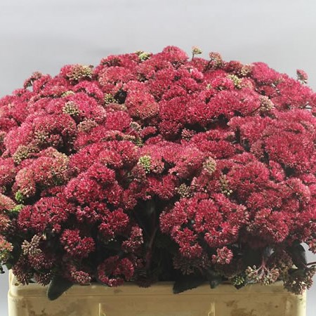 SEDUM MAGICAL LIZZY