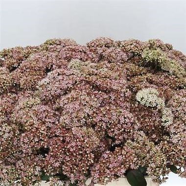 SEDUM MATRONA