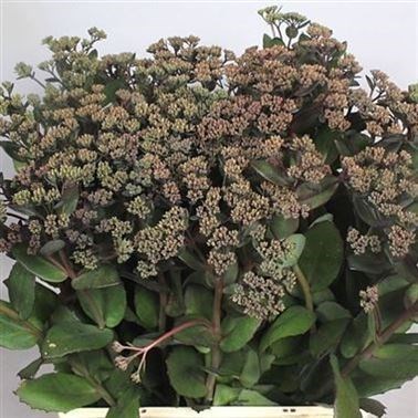 SEDUM MATRONA