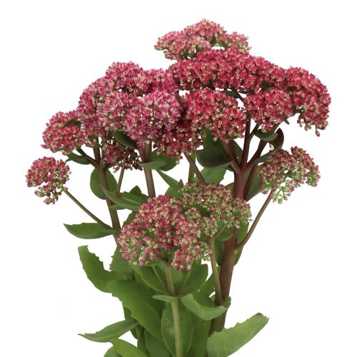 SEDUM MR GOODBUD 60cm Wholesale Dutch Flowers & Florist Supplies UK