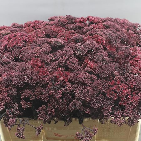 SEDUM PURPLE EMPEROR