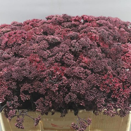 SEDUM PURPLE EMPEROR