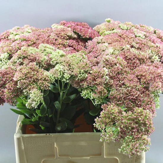 SEDUM SPECTABILE