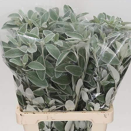 SENECIO FULL MOON (DUSTY MILLER)