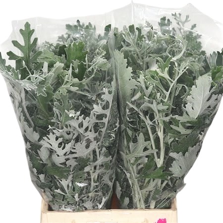 SENECIO MARITIMA (DUSTY MILLER)