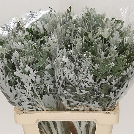 SENECIO MARITIMA (DUSTY MILLER)