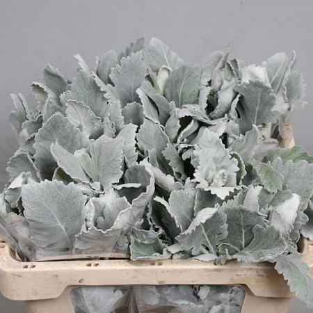 SENECIO MARITIMA NEW LOOK (DUSTY MILLER)