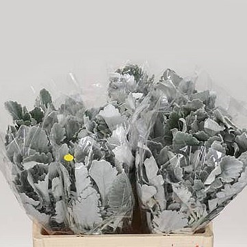 SENECIO MARITIMA NEW LOOK (DUSTY MILLER)