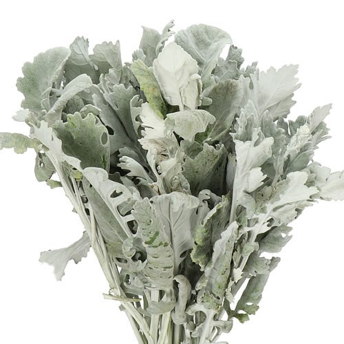 SENECIO MARITIMA NEW LOOK (DUSTY MILLER)