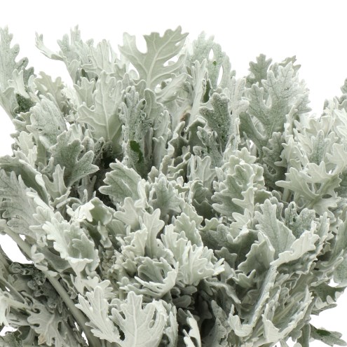 SENECIO OVIDIUS (DUSTY MILLER)