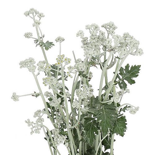 SENECIO SILVER ANTONIA FLOWERING (DUSTY MILLER) 100cm | Wholesale Dutch ...