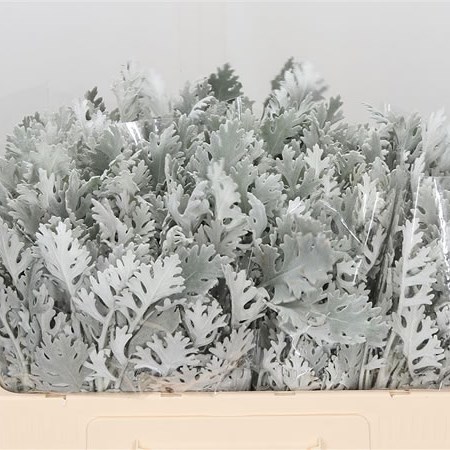 SENECIO VERGILIUS (DUSTY MILLER)