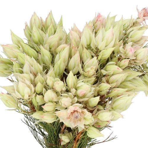 SERRURIA BLUSHING BRIDE