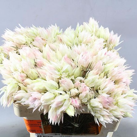 SERRURIA BLUSHING BRIDE