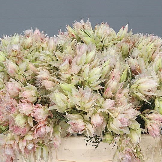 SERRURIA BLUSHING BRIDE 50cm | Wholesale Dutch Flowers ...