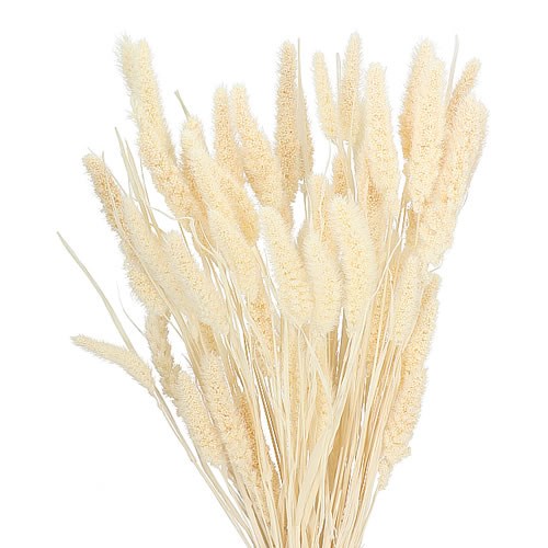 SETARIA GRASS BLEACHED (DRIED) 65cm Wholesale Dried Flowers UK
