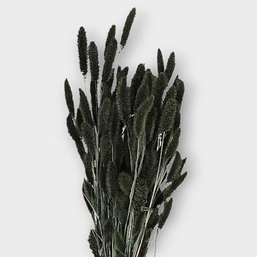 SETARIA GRASS DYED BLACK (DRIED)